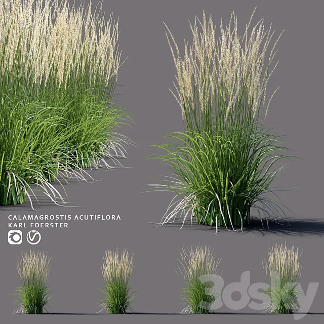 White reed grass | Calamagrostis acutiflora Karl Foerster 3D Model White reed grass | Calamagrostis acutiflora Karl Foerster 3D Model