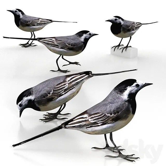 White Wagtail (bird) 3D Model