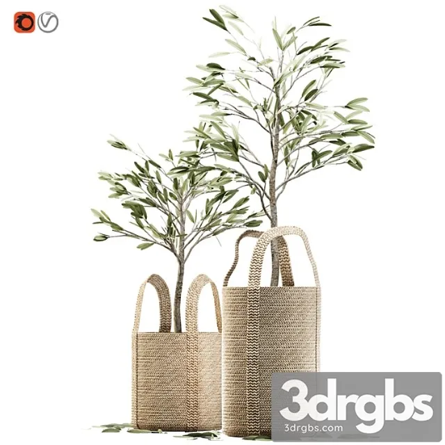 Wicker basket containing the delicate olive tree in pastel tones Wicker basket containing the delicate olive tree in pastel tones