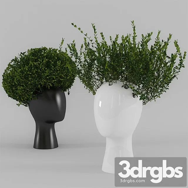 Wig vase with boxwood (part 1) Wig vase with boxwood (part 1)