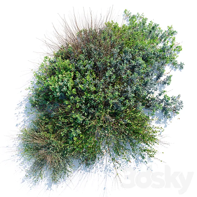 wild bush 3D Model