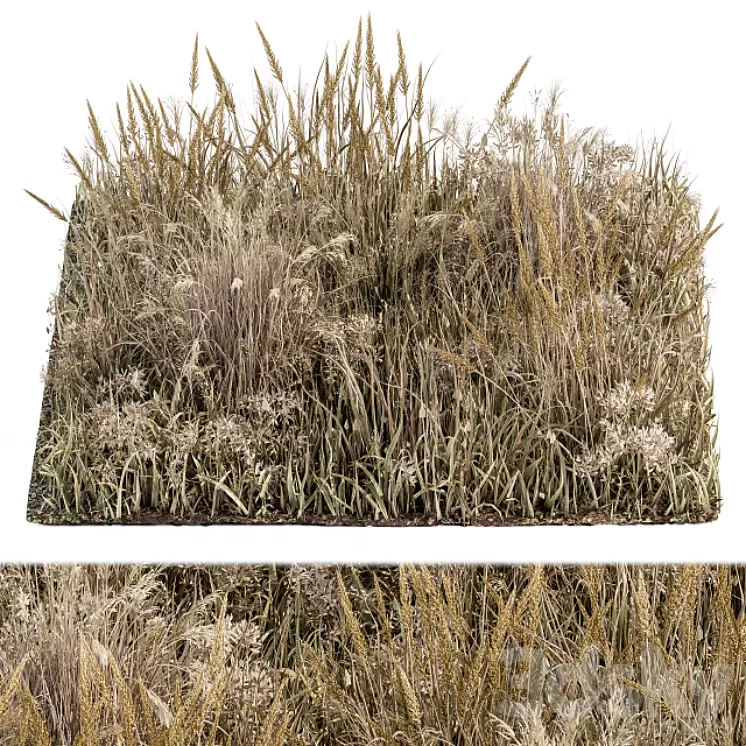 Wild Grass Dried and Wheat – Grass Set 04 3D Model Wild Grass Dried and Wheat – Grass Set 04 3D Model