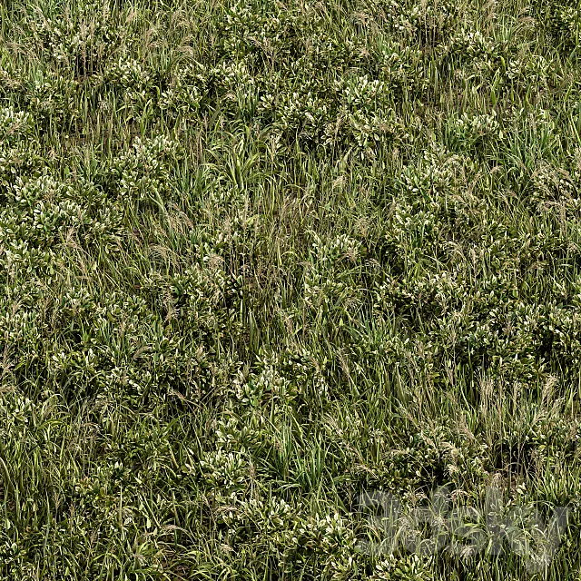 Wild Grass Green – Grass Set 01 3D Model Wild Grass Green – Grass Set 01 3D Model