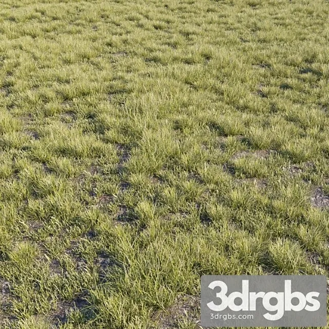 Wild grass Wild grass