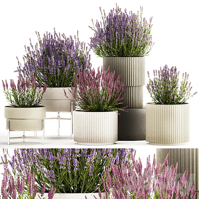 Wildflower bushes in outdoor flowerpots from lavender catnip sage Plant Collection 1193 3D Model
