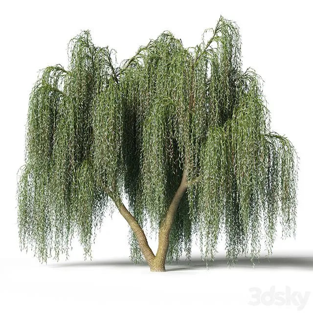 Willow 002 3D Model