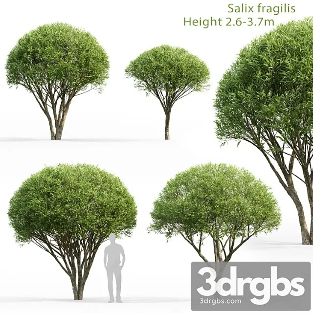 Willow 3D Model Download