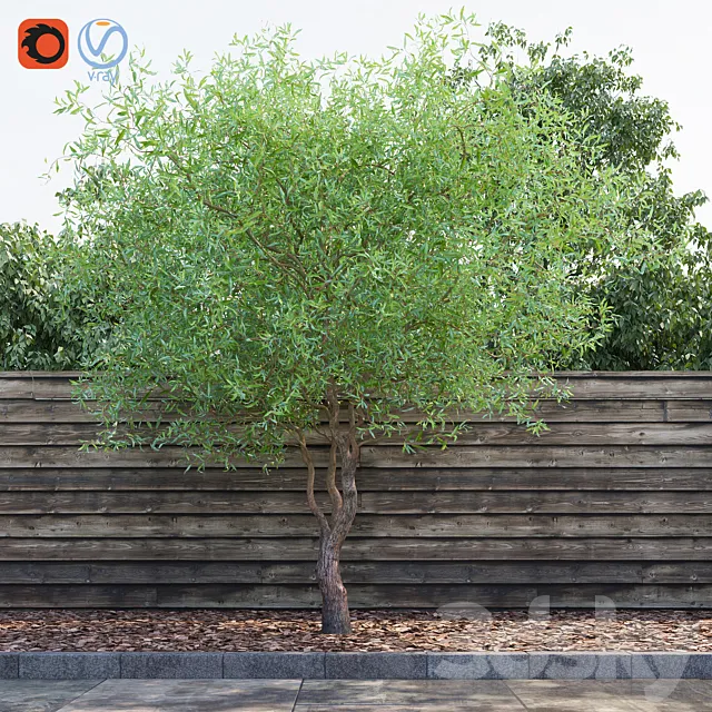 Willow Matsudana Tortuoza (Salix matsudana Tortuosa) 3DModel Willow Matsudana Tortuoza (Salix matsudana Tortuosa) 3DModel