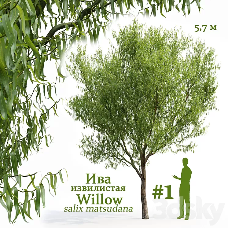 Willow / Salix matsudana # 1 3D Model Willow / Salix matsudana # 1 3D Model