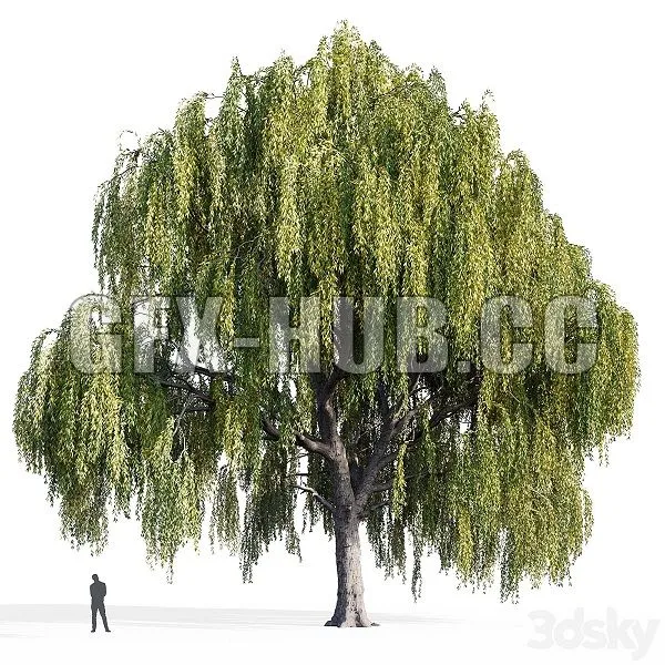Willow Salix Willow 3D Model