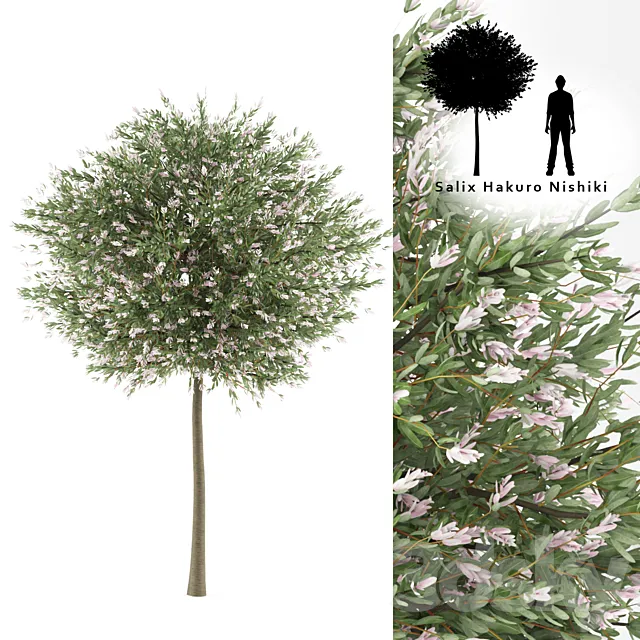 Willow whole-leafed tree | Salix integra ‘Hakuro Nishiki’ 3D Model Willow whole-leafed tree | Salix integra ‘Hakuro Nishiki’ 3D Model