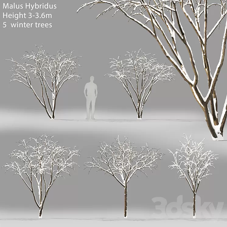 Winter apple tree | Malus Hybridus winter # 1 3D Model