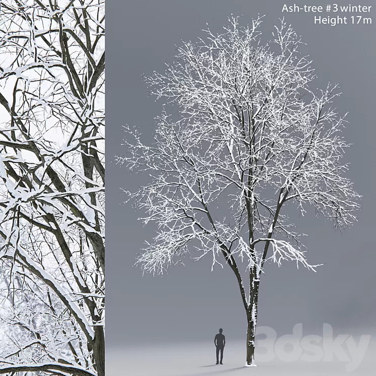 Winter Ash | Ash-tree winter # 3 (17m) 3D Model
