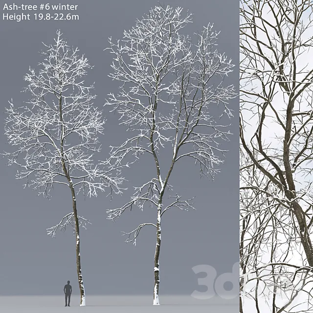 Winter Ash | Ash-tree winter # 6 (19.8-22.6) 3D Model