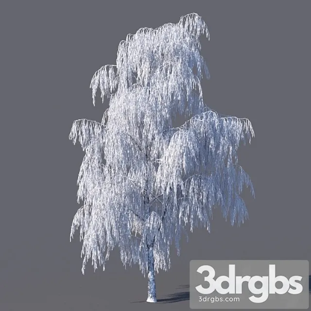 Winter Birch 15 Meters 3D Model Download