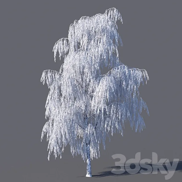 Winter birch (15 meters) 3DModel Winter birch (15 meters) 3DModel