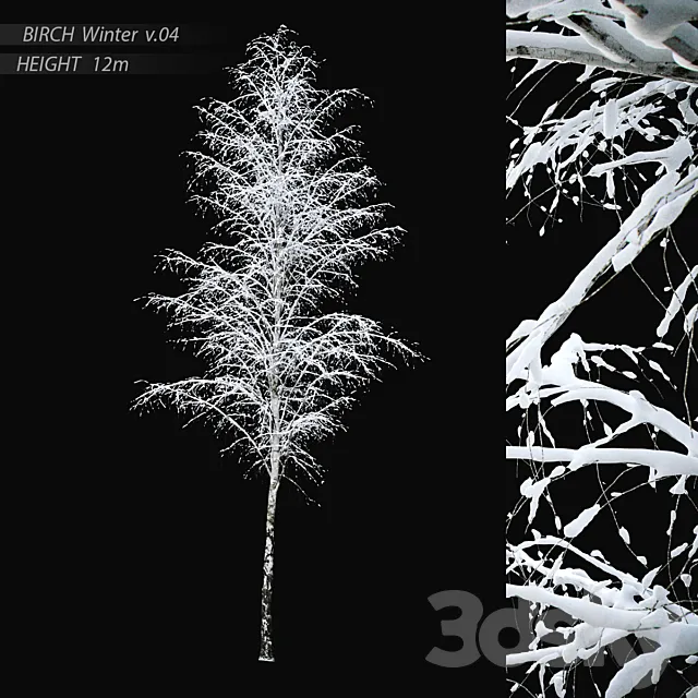 Winter birch v.04 (12m) 3D Model