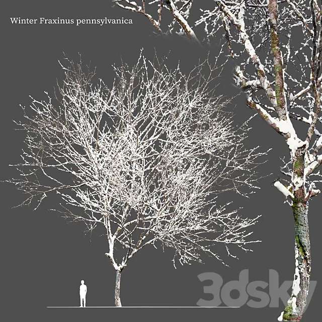 Winter Fraxinus pennsylvanica 3D Model Winter Fraxinus pennsylvanica 3D Model