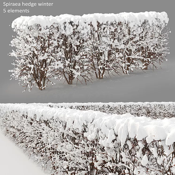 Winter hedge 3D Model