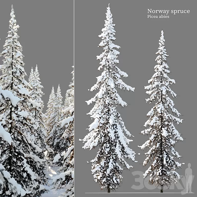 Winter Norway Spruce 02 3D Model