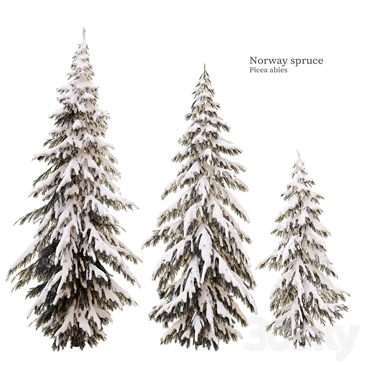 winter norway spruce 3D Model Free Download