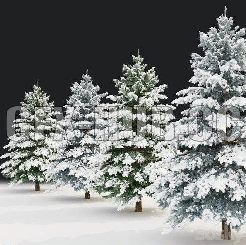 Winter spruce 3D Model