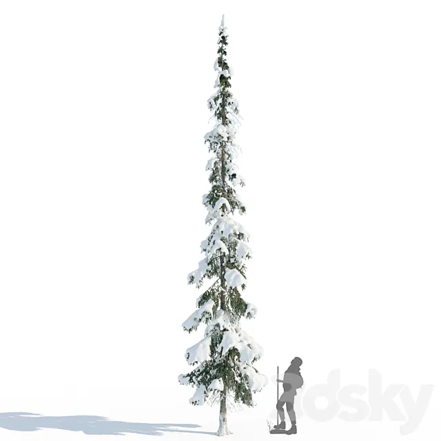 Winter taiga spruce_11m (Spruce). 3D Model