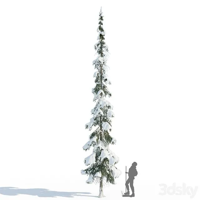 Winter taiga spruce_11m (Spruce) 3D Model