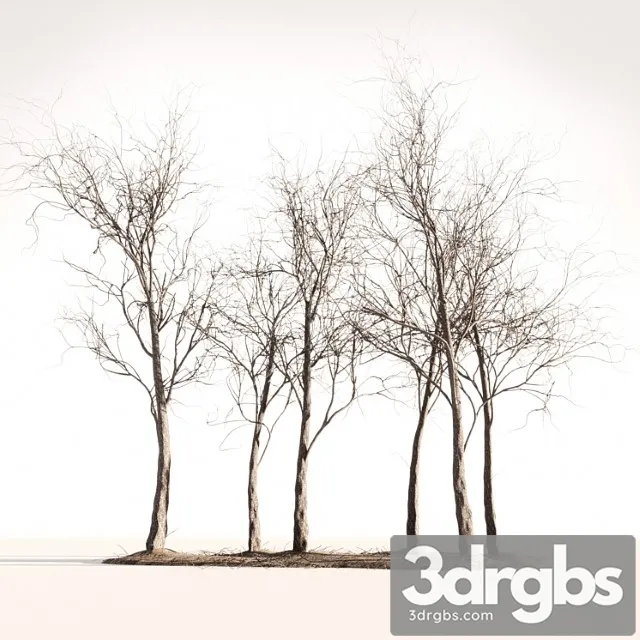 Wood Spring Autumn 1 3D Model Download