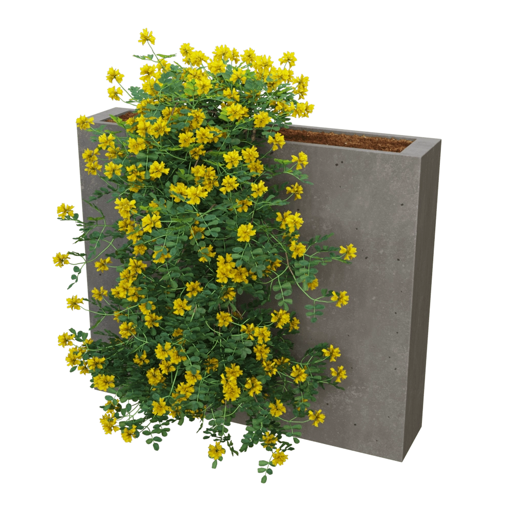 Woodled – Coronilla glauca 6 3D Model