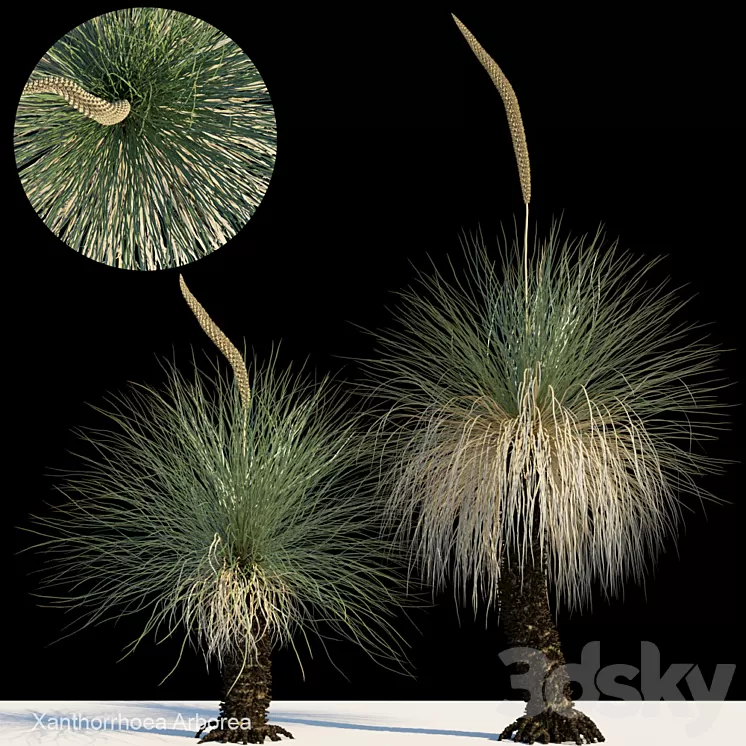 Xanthorrhoea arborea 3D Model