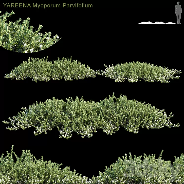 YAREENA Myoporum Parvifolium 3D Model YAREENA Myoporum Parvifolium 3D Model