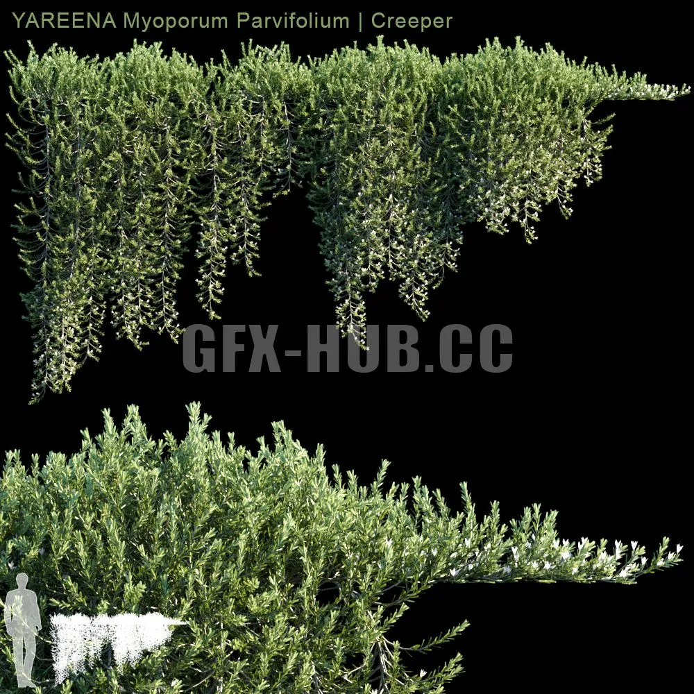 YAREENA Myoporum Parvifolium creeper 3D Model YAREENA Myoporum Parvifolium creeper 3D Model