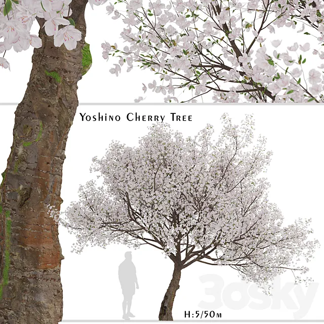 Yoshino Cherry Tree (Prunus yedoensis) (1 Tree) 3D Model