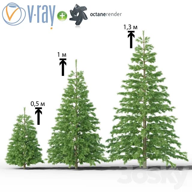Young spruce 3DModel Young spruce 3DModel