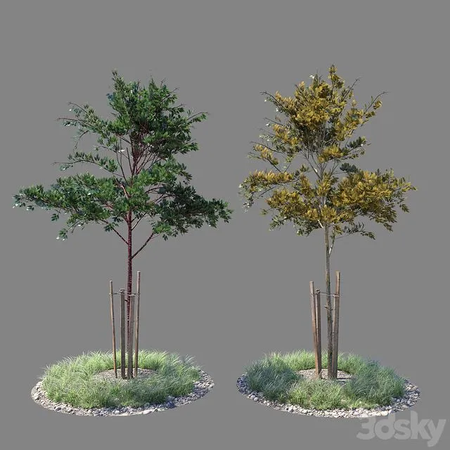 Young tree 01 (two versions) 3D Model Young tree 01 (two versions) 3D Model
