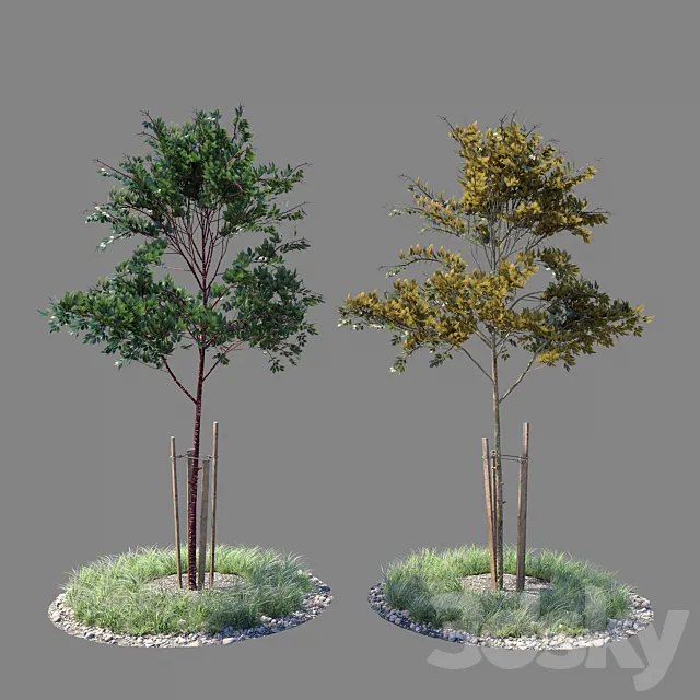 Young tree 02 3D Model Young tree 02 3D Model