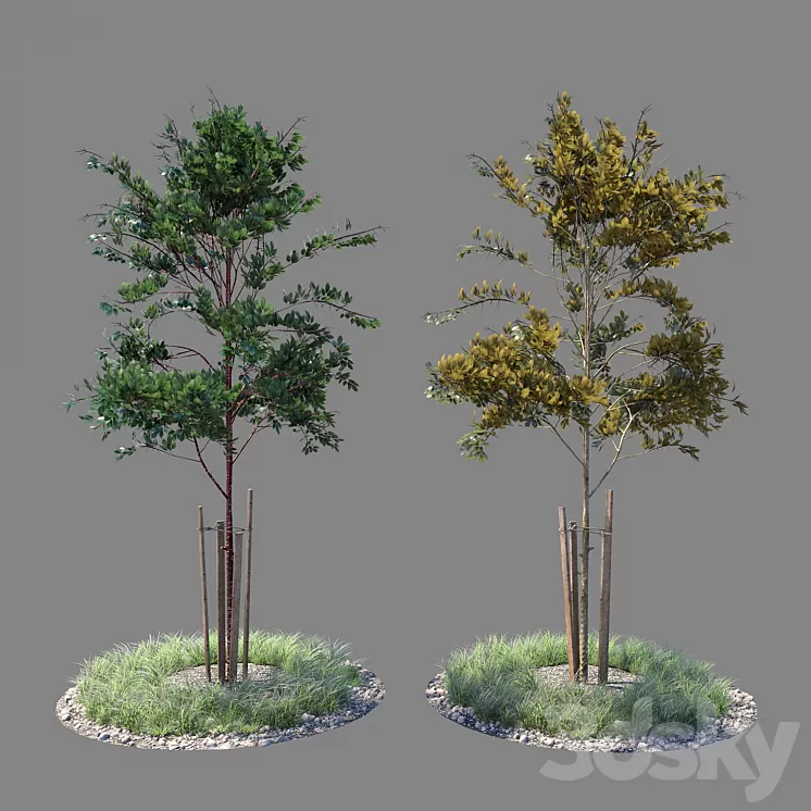 Young tree 04 3D Model