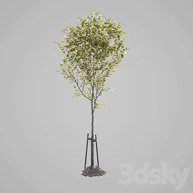 young tree set 2 3D Model young tree set 2 3D Model