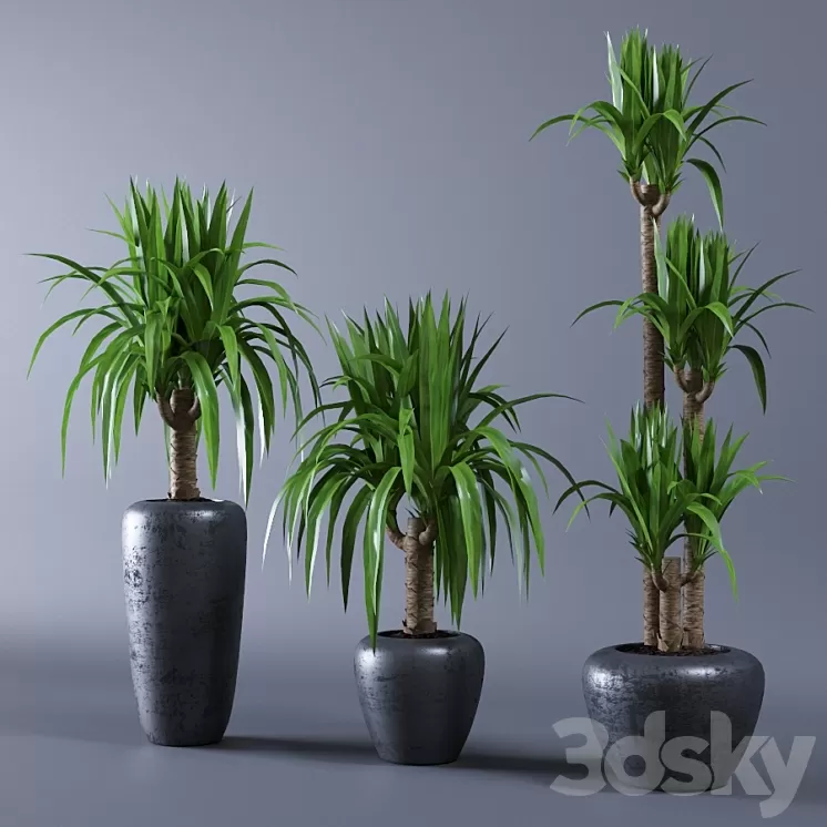 Yucca 3D Model