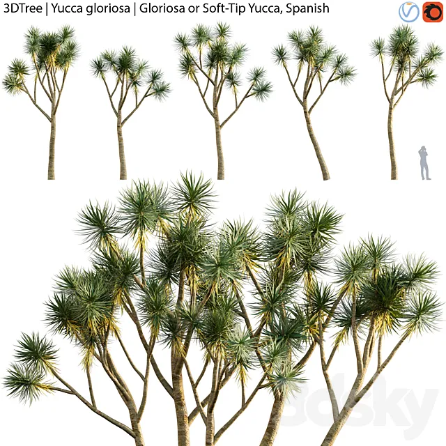 Yucca gloriosa | Gloriosa or Soft-Tip Yucca Spanish 3D Model