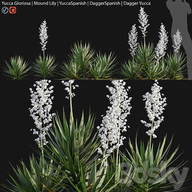 Yucca gloriosa – Mound Lily 3D Model