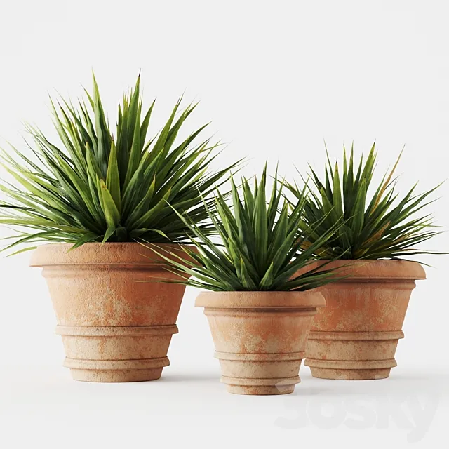 Yucca in terracotta pots 3D Model