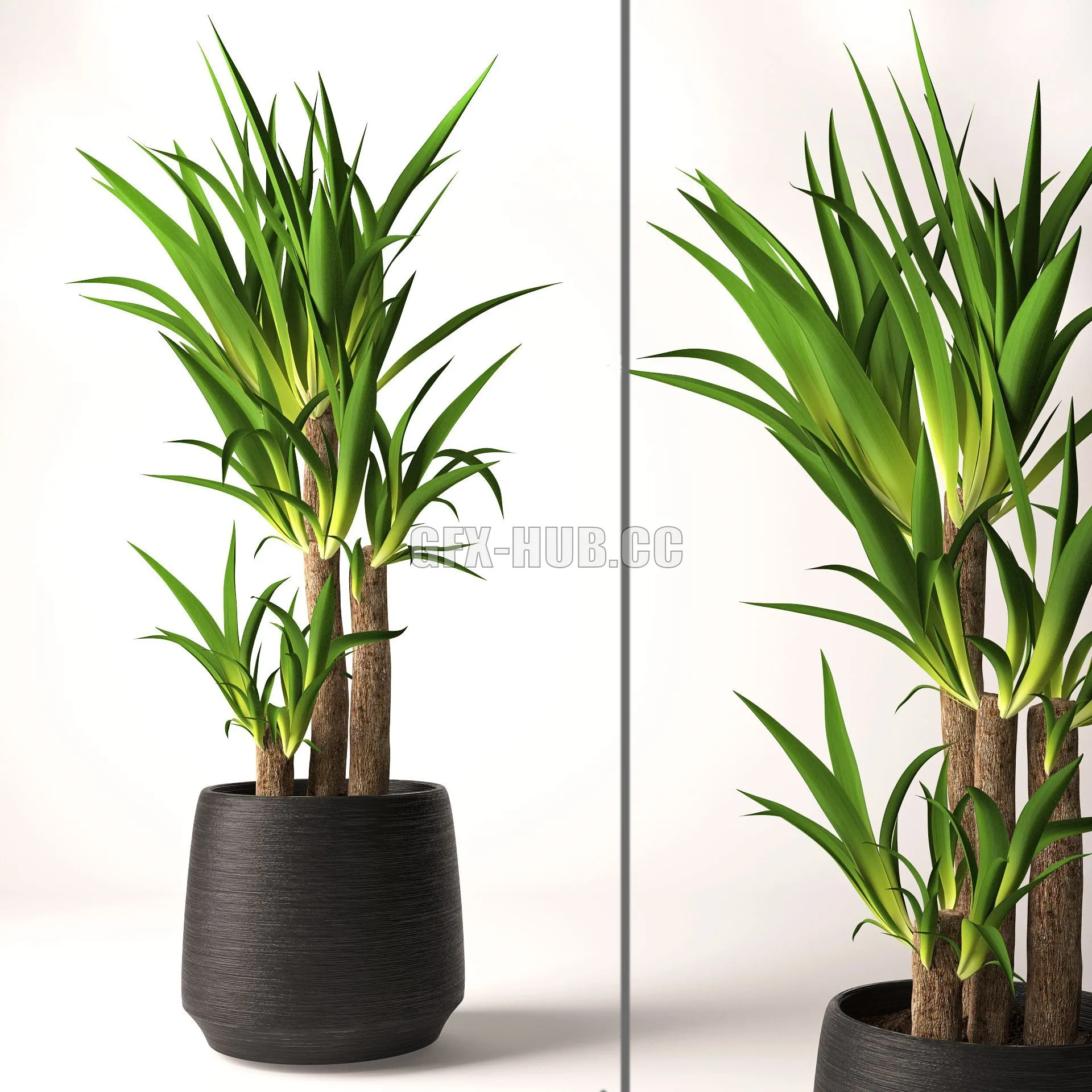 Yucca plant 3D Model