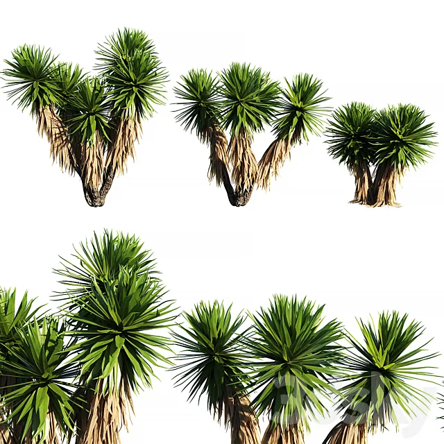 Yucca Plants 2 (3 MODEL) 3D Model Yucca Plants 2 (3 MODEL) 3D Model