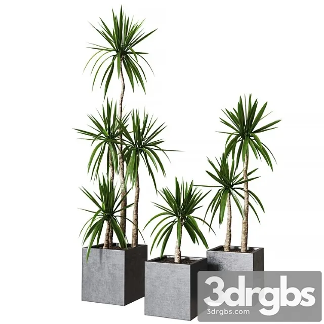 Yucca Pot 01 Collection Of Plants 03 3D Model Download