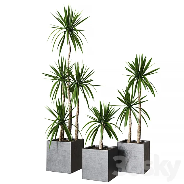 Yucca pot 01_Collection of plants 03 3D Model