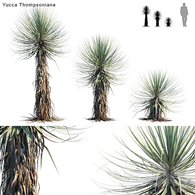 Yucca Thompsoniana | Beaked yucca 3D Model Yucca Thompsoniana | Beaked yucca 3D Model