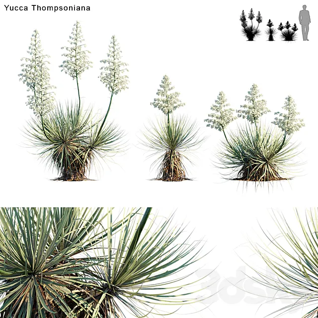 Yucca Thompsoniana | Beaked yucca flower 3D Model Yucca Thompsoniana | Beaked yucca flower 3D Model