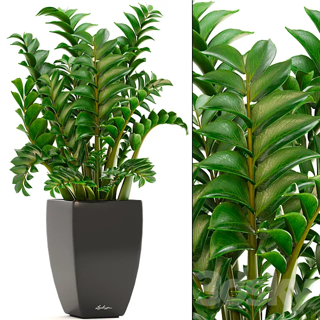 Zamioculcas 2. Zamioculcas Flower pot bush indoor plants flowerpot 3D Model Zamioculcas 2. Zamioculcas Flower pot bush indoor plants flowerpot 3D Model
